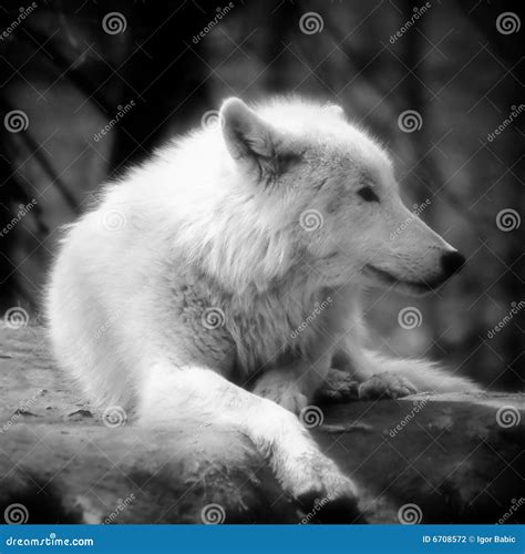 Artic Wolf Bw Stock Photo Image Of Bush Countryside 6708572