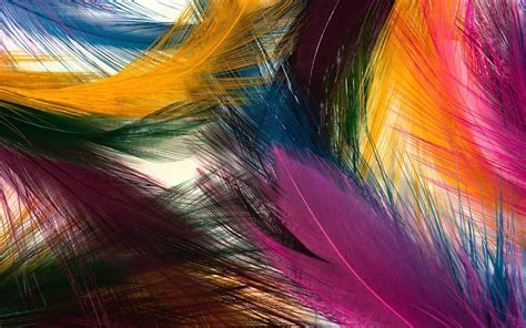 Colorful Feathers Most Beautiful Hd Wide Wallpaper Abstract Free High