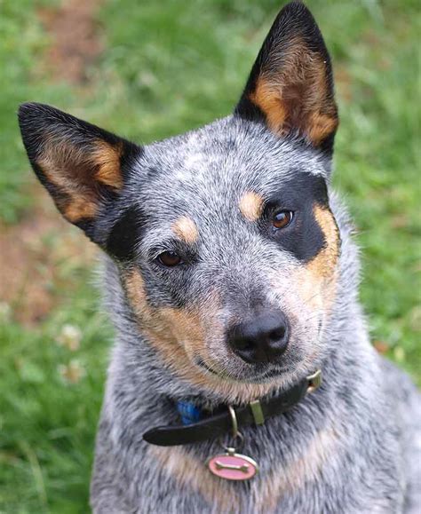 Pictures Of Blue Heelers Beautiful Images Of Australian Cattle Dogs