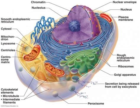 Organel Sel Hewan Fungsi Struktur Gambar Bagian Bagian Lengkap