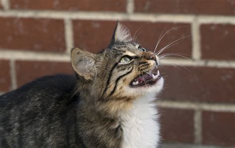 Chat Maigri Et Miaule Particularism