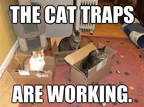Pin By Marci Deignan On Furry Friends And Other Animals Cat Traps