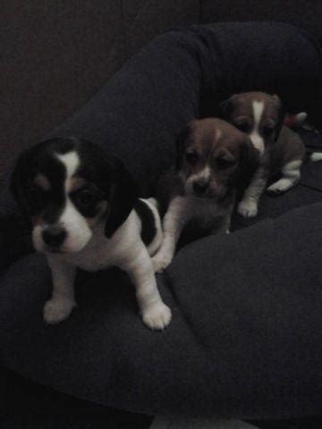 Puppyfinder.com is your source for finding an ideal puppy for sale near medford, oregon, usa area. Beagle/Dachshund puppies. Doxles. for Sale in Medford ...