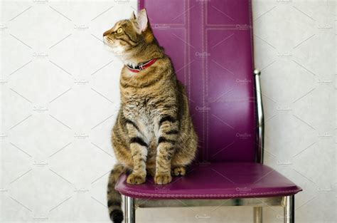 Tabby Cat Sitting On A Chair Containing Chair Sitting And On High