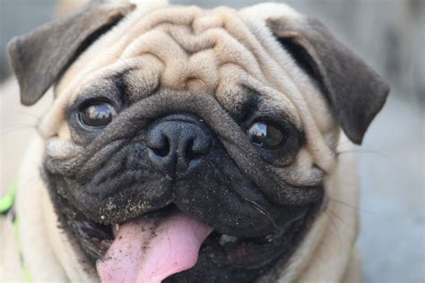 About Pug Page 2 Of 70 Cute Pugs Funny Pugs Pug Stories All Pugs