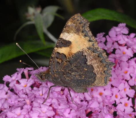 Europäische Schmetterlinge Und Ihre Ökologie Nymphalis Urticae