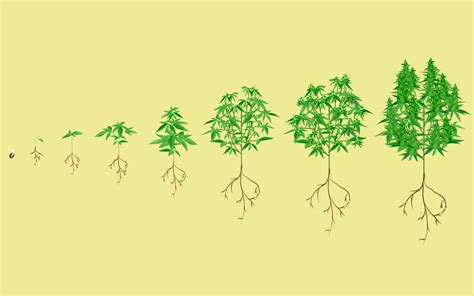 Stages Of The Cannabis Plant Growth Cycle In Pictures Leafly
