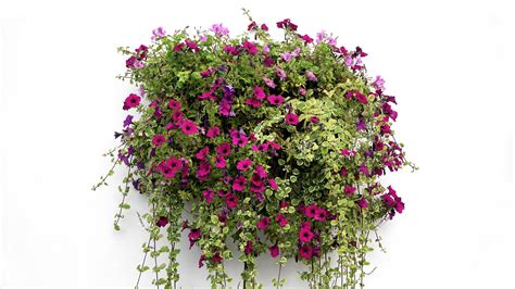 Unas veces en forma de cortinas. Pink Green and Purple Flowers during Daytime · Free Stock ...