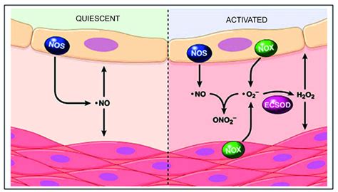 Superoxide Dismutase Therapeutic Targets In Sod Related Pathology