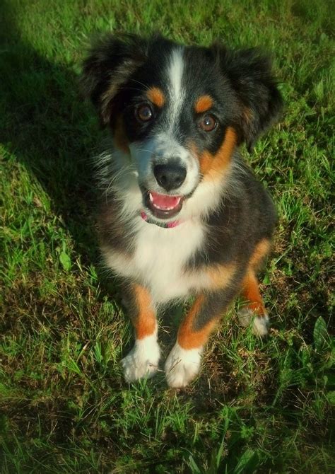 Raising A Mini Aussie About And Contact