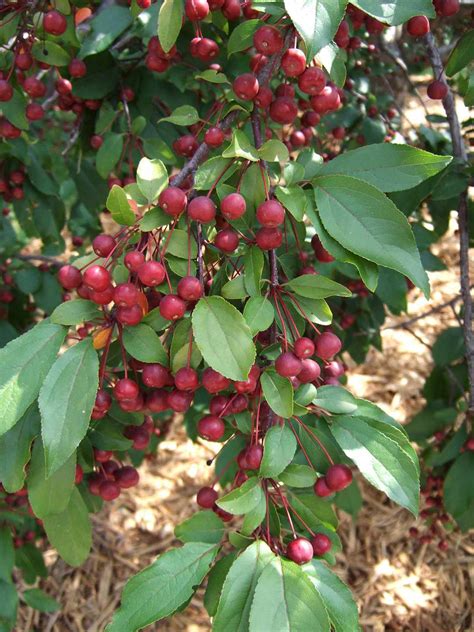 Crabapple Tree Fruit Identification