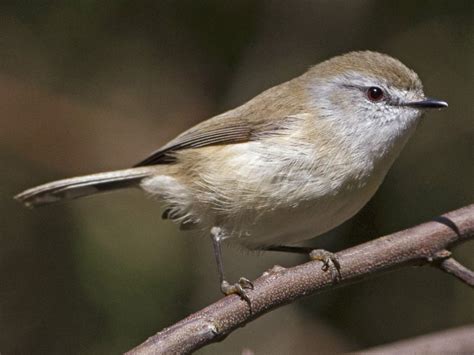 10 Of The Worlds Smallest Birds Earth Wonders