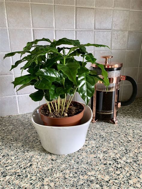 Everything You Need To Know To Grow A Coffee Plant At Home Coffee