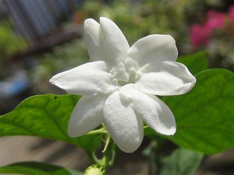 I this island in central philippines (near cebu) offers so much more. sampaguita-06.9.23 | Philippines national flower ...