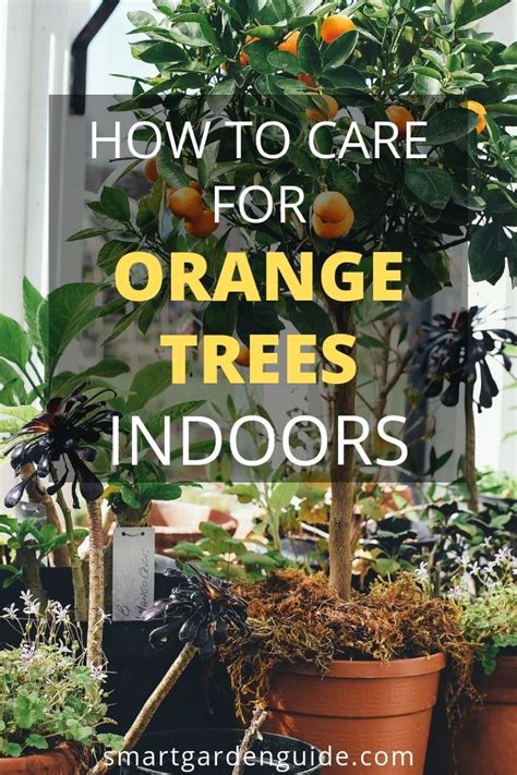 Indoor Orange Tree Care I Share My Top Tips For Growing And Caring For