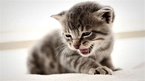 Cute cat pics for wallpaper. Hd Cat Wallpapers, Kitten Images, Cute Cat Photos, Free ...