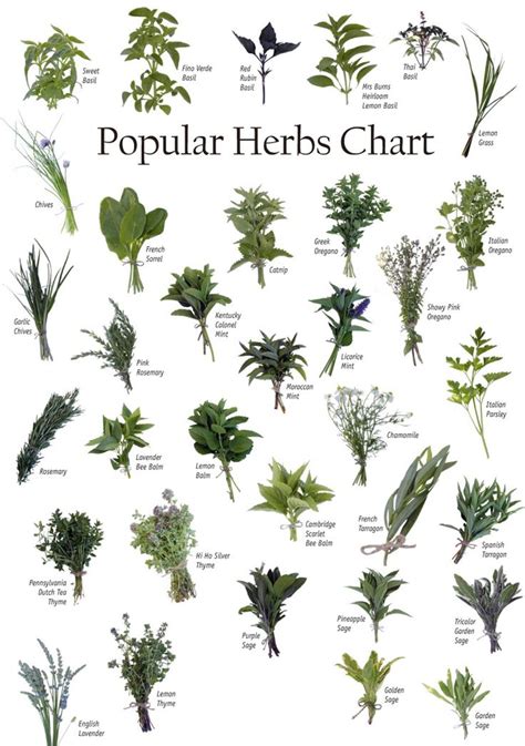 Identifying Herbs Powers Of Natural Herbs Health And Fitness