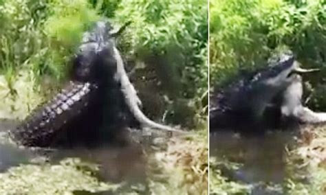 Fourteen Foot Alligator Filmed Eating A Smaller Gator In Florida