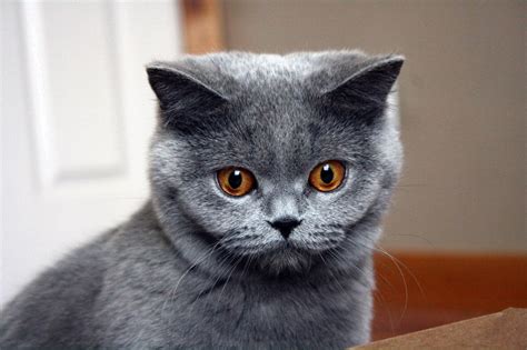 Russian Blue Cat Blue British Shorthair Cat Animals Hd Wallpaper