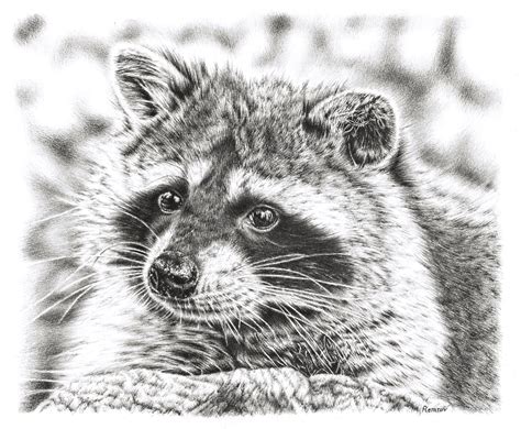 How to draw realistic animals with pencil. Photorealistic Pencil Drawings of Animals - Remrov's Artwork