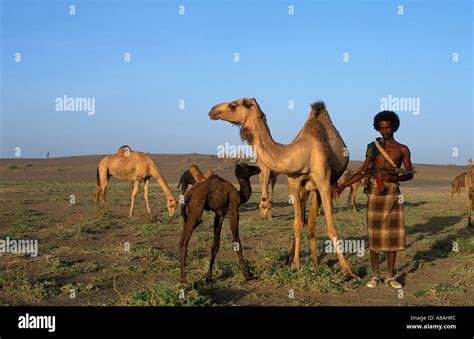 Afar Man With His Camels Assaita Danakil Desert Fringe Ethiopia