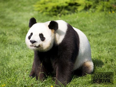 Yuan Zi Mâle Panda Géant Zooparc De Beauval