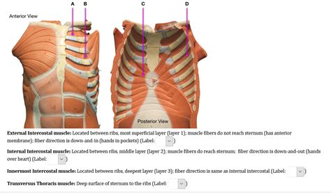 Muscle spasms felt within the rib cage may also be caused by the abdominal muscles. Posterior Rib Cage Muscles - Thoracic Muscles Attachments ...
