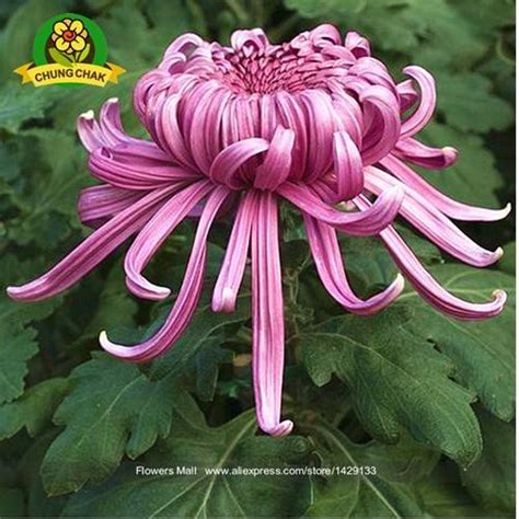 Jual Biji Bunga Krisan Chinese Mum Plant Chrysanthemum Seeds Di Lapak