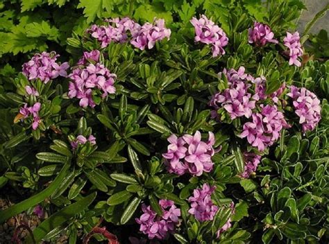 When space is limited in your garden, trying to find a depending on the cultivar, dwarf rhododendrons grow in u.s. DAPHNE 'LAWRENCE CROCKER' (WELL ROOTED PLANT IN A 2 1/2 X ...
