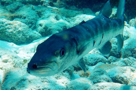 Nadine got pretty... - Lobster Trap Art Gift Shop and Gallery