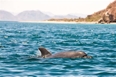 Loreto Bay National Marine Park David Woodall Photography