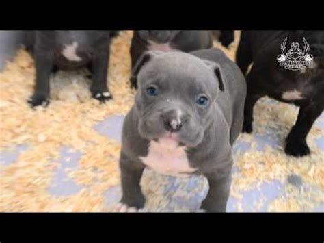 Like any dog breed, however, there are things potential owners need to know about these blue beauties. American Bully Pitbull Blue Puppies For Sale - YouTube