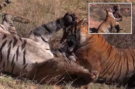 Incredible Up Close Clip Captures Two Tigers Fighting For Their Lives