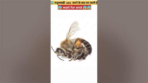 😱 मधुमक्खी sex करने के बाद मर जाति है 😱 shorts ytshorts youtube