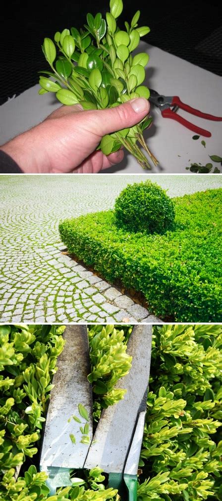 Amend heavy clay soils with sand before. How to grow boxwood from cuttings