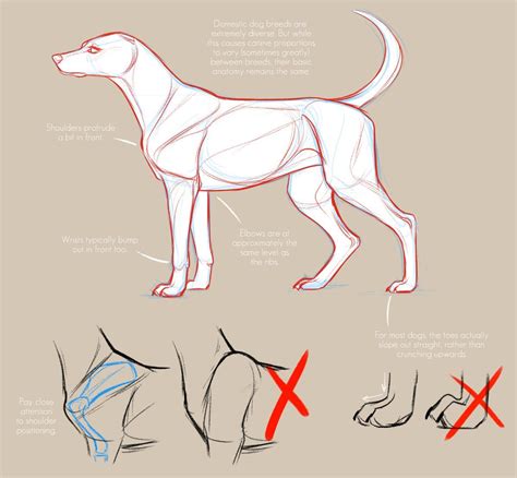 Carissa 🌈 On Twitter Animal Drawings Dog Anatomy Canine Drawing