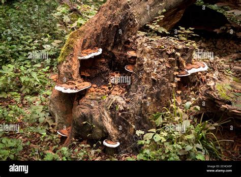 Mushrooms Grow On A Fallen Tree In The Waldau Area In The Kottenforst