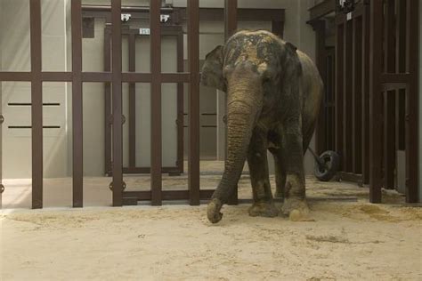 Smithsonians National Zoo Opens New Home For Asian Elephants