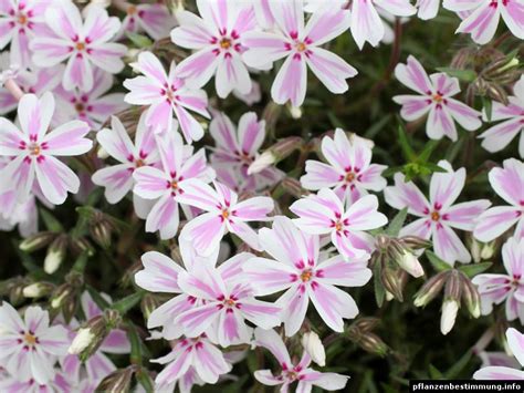 For over 20 years, thesaurus.com has been helping millions of people improve their mastery of the english language and find the precise word with over 3 million synonyms and antonyms. Phlox subulata