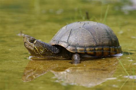 Eastern Mud Turtle Baby