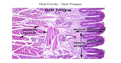 Oral Cavity Oral Tongue Oral Cavity Filiform Papillae Oral Tongue