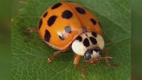 Ladybug Look Alikes Are Landing In Louisiana