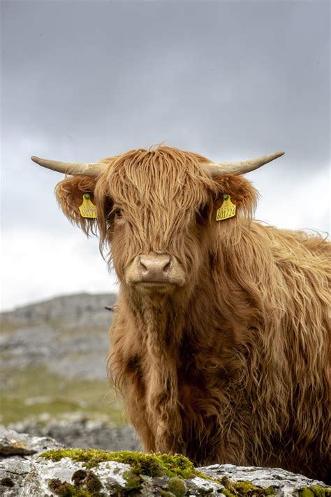 8 Things You Didnt Know About Highland Cattle