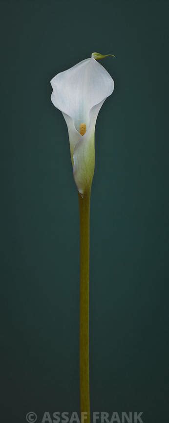 Assaf Frank Photography Licensing Single Calla Lily Flower