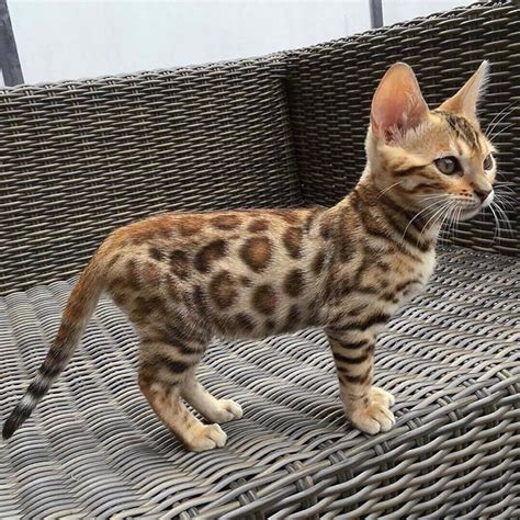 Eine neue baby katze zieht ein. Bengal cat. | Baby katzen, Katzen, Bengal kätzchen