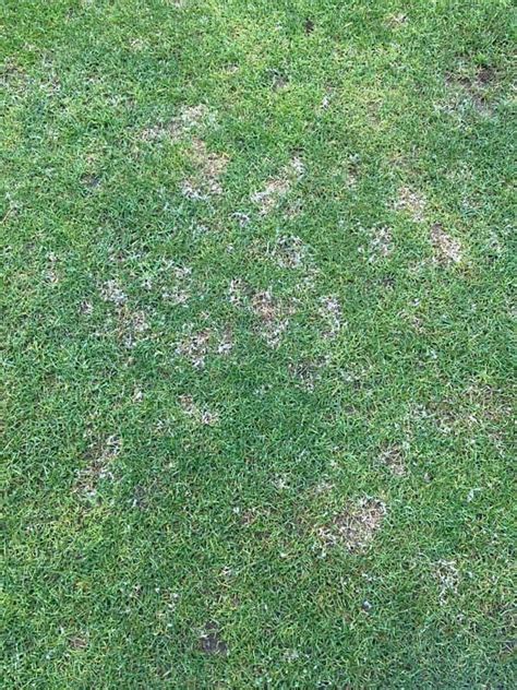 How To Treat Dollar Spot Fungus Lawn Disease Lawn Phix