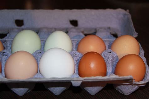 Photos Of Rhode Island Red And Or Sex Link Eggs From Free Download