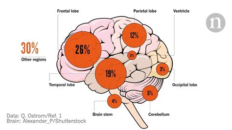 Most Common Primary Brain Tumor