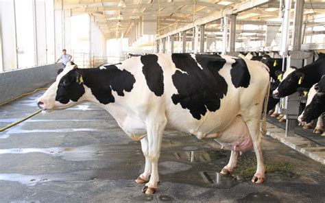 Getting old farmers cow milk organic country reading pictures photos. Al Ain 'Super Cow' gives 100 litres of milk a day ...