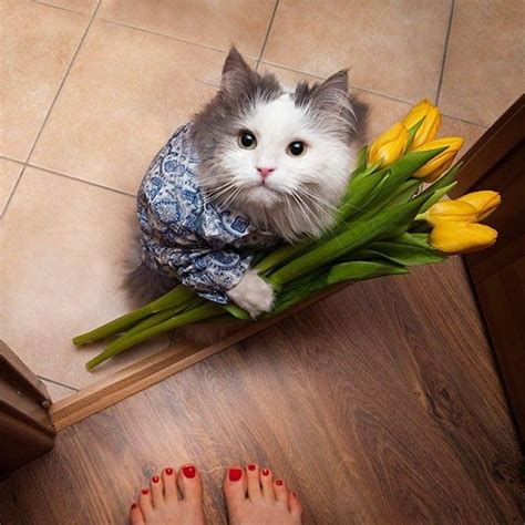 Create Meme The Cat Gives Flowers Photo Pictures From March 8 With